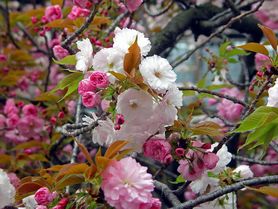 by Ｔ.ＭＡＭＵＲＯ